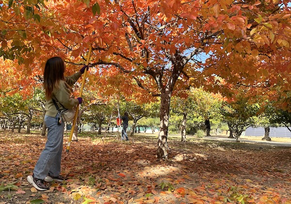 Volunteer picking Fuyu persimmons